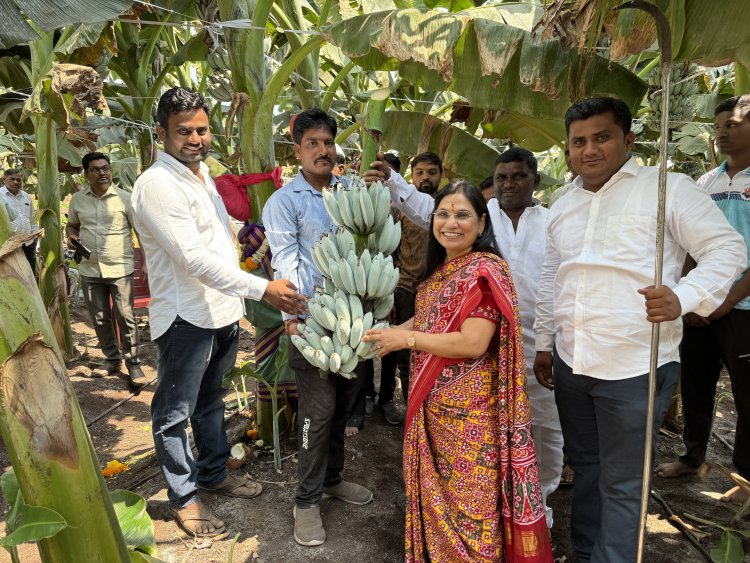 A first-of-its-kind Blue Java Banana plant supplied by Rise n’ Shine Biotech Private Limited yields amazing results; gains prominence among farmers