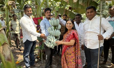 A first-of-its-kind Blue Java Banana plant supplied by Rise n’ Shine Biotech Private Limited yields amazing results; gains prominence among farmers